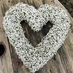 Gypsophila Heart