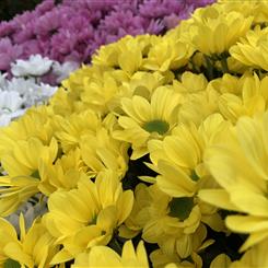 Florist Choice Teardrop Spray Peak Time